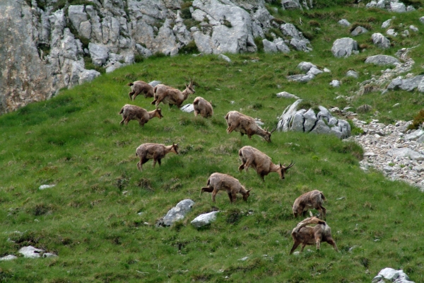 Camoscio d''Abruzzo Rupicapra pyrenaica ornata